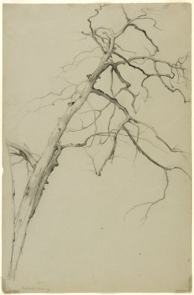 Study of Tree Branches, Fishkill Landing, New York, 1860 by Asher Brown Durand